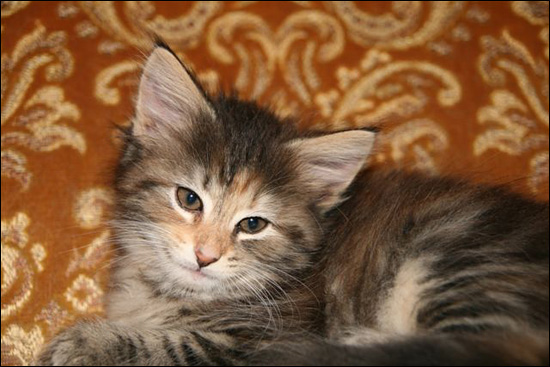 Almendra