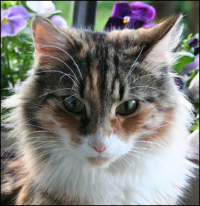 Ester